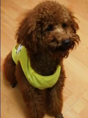 爆料泰迪是谁说的话视频,网络爆料视频背后的惊人真相  第2张